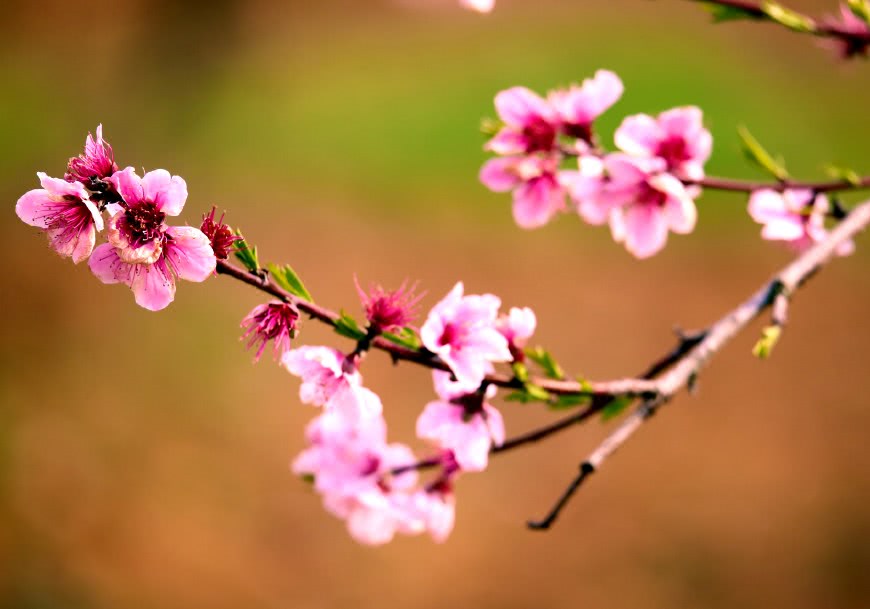 湖北宜昌：在桃花盛开的地方，拍3天3夜都不想离开，因为太艳美|桃花|桃林|桃树_新浪新闻