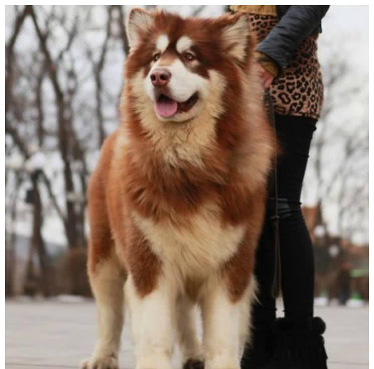 阿拉斯加一次生10多只小狗,它眼神充满怨念,邻居:一条卖一千