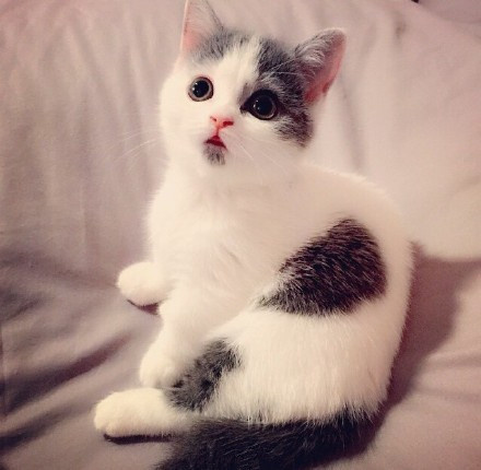 自带惊讶表情的猫,太可爱了给你一天好心情