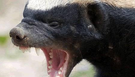 蜜獾|平头|胡狼_新浪新闻