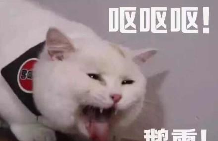 一组萌萌哒小猫咪表情包