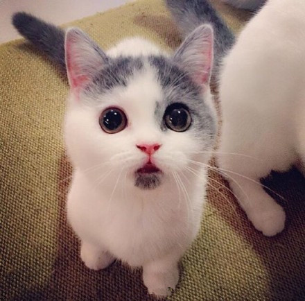 自带惊讶表情的猫,太可爱了给你一天好心情