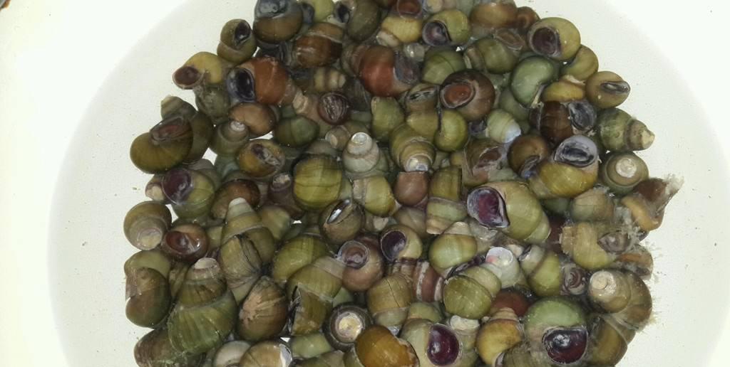 田螺解馋吃法,色泽动人,唇齿留香,炎热的夏天来一盘,过瘾