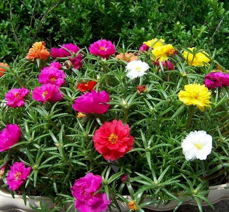 见阳光花开,早,晚,阴天闭合,故有太阳花,午时花之名蓝色天空月季