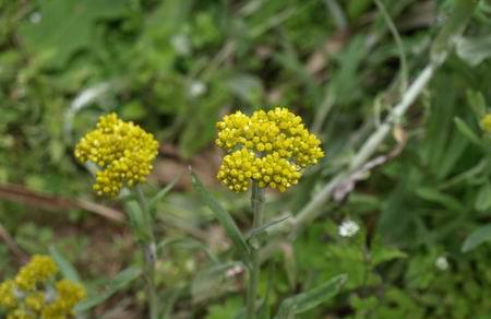 在农村的这种野草很常见, 你知道它的药用价值多高吗