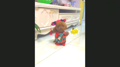 果子哥哥爆笑重庆话配音宋小宝来重庆吃面,结