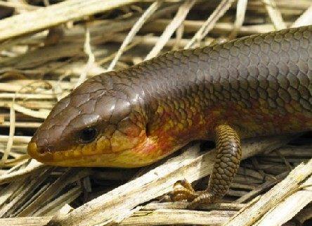 另外有些比较馋嘴的小孩会把狗婆蛇当美食,在山上取了点,烧火烤着吃