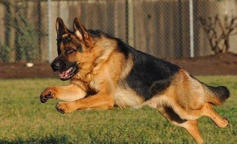 德国牧羊犬的基本训练方法