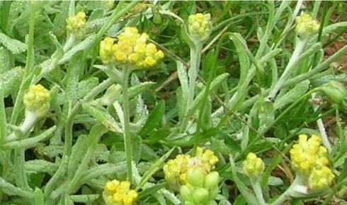 在农村的这种野草很常见, 你知道它的药用价值多高吗|野草|佛耳草