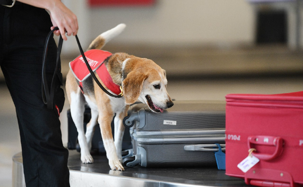 被拉布拉多取代,比格犬时隔26年,从澳大利亚机场下岗