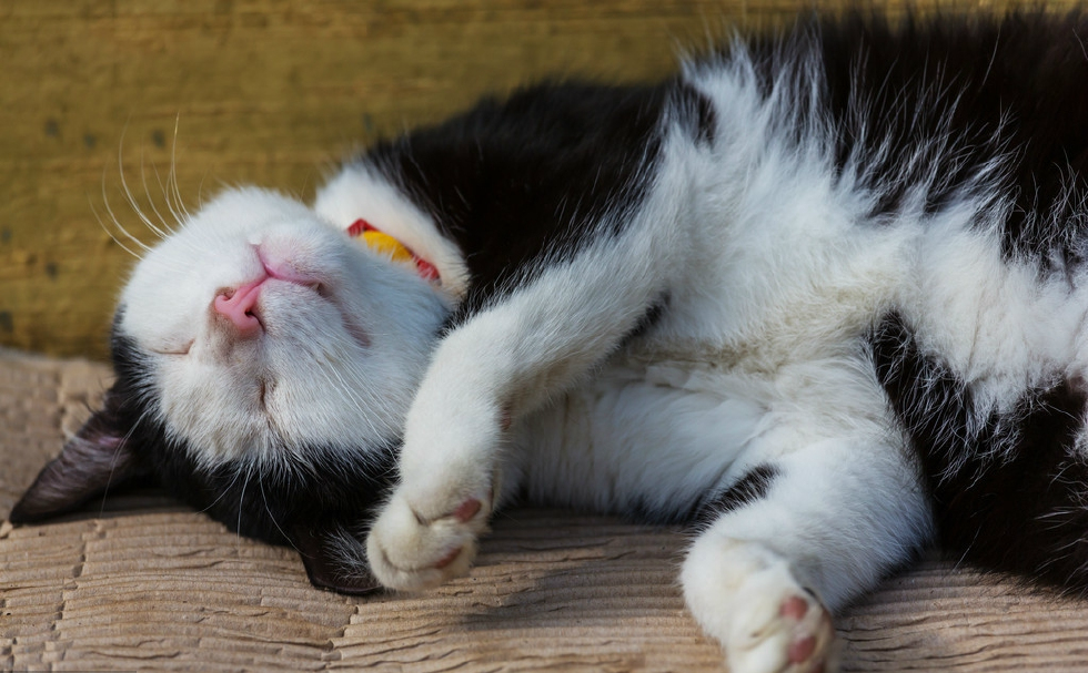 睡梦中的小猫咪怎么可以这样