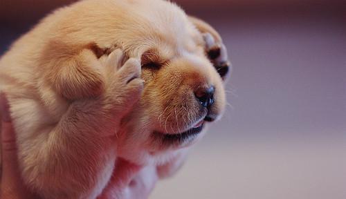 狗狗用沉默来表示自己的哀伤,哀伤时常低垂脑袋,无精打采,或可怜巴巴