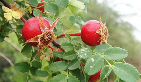 你见过没,它对治疗高血压可是有奇效|免疫力|刺玫果|高血压_新浪新闻