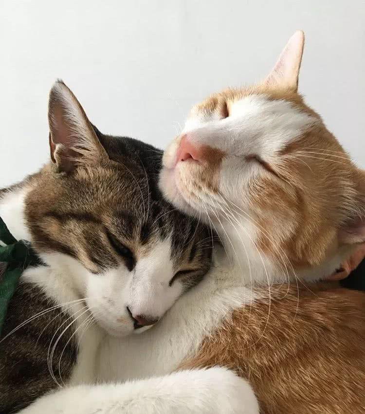 猫咪夫妇天天秀恩爱,铲屎官看着好扎心:照顾下单身人士好不好