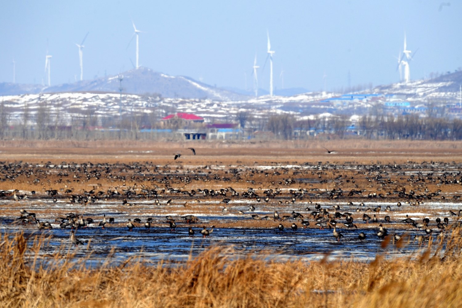3月16日,4万于只豆雁,鸿雁,白鹤等水禽在辽宁法库獾子洞国家湿地公园