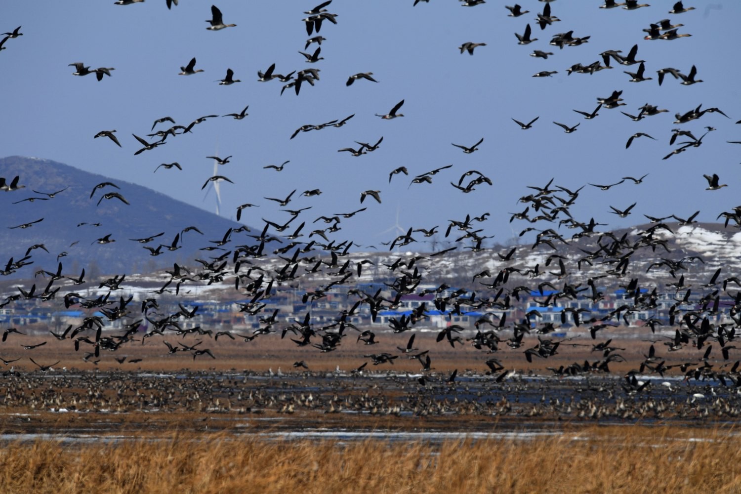 沈阳獾子洞万鸟齐飞,场面壮观如乌云压境|白鹤|法库|獾子洞_新浪新闻