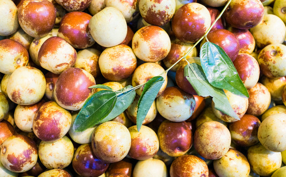 冬枣是无刺枣树的一个晚熟鲜食优良品种,也是公认的品质最好的鲜食枣