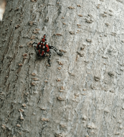 农村一怪虫, 一碰就装死, 色彩很鲜艳, 学名叫什么?