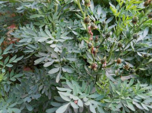 广东农村这种名叫臭草的野草不仅能做肥料鱼饲料还能清热解毒