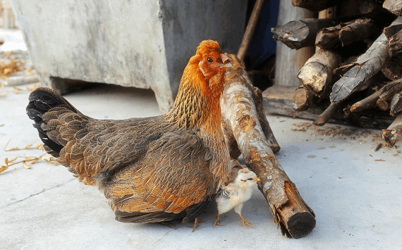 黄鼠狼偷吃农民兄弟的鸡被逮住