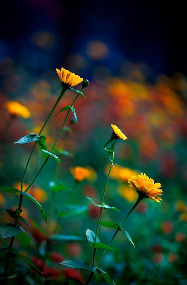 深色背景,凸显花草优雅