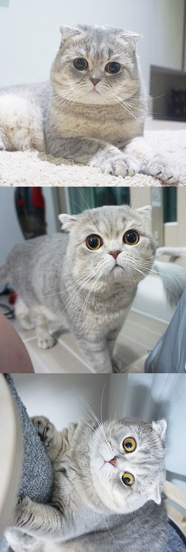 (˙o˙)又是一只大脸喵nove!胖嘟嘟……_新浪看点