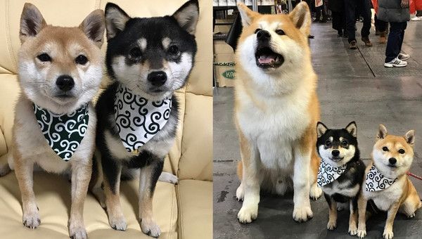 当秋田犬跟柴犬一起生活时都会遇到什么问题看看这两只