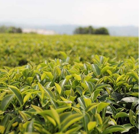 四时八节茶之小叶红茶