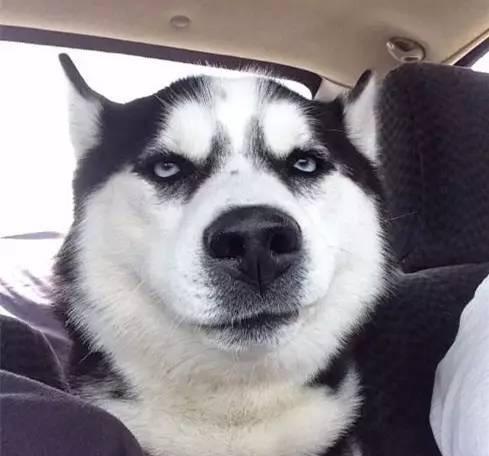 会考虑养二哈吗?