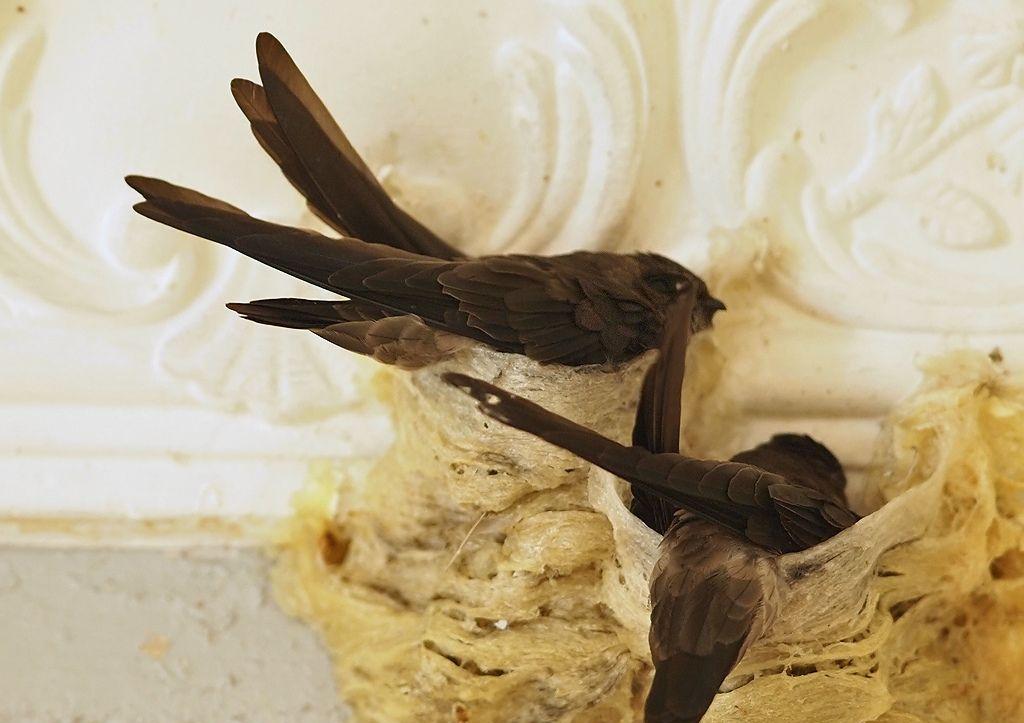 这群人为了制造天价美食, 将雨燕的窝一个个拆下, 很残忍