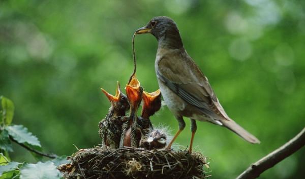 大自然最精彩的鸟妈妈喂食宝宝照