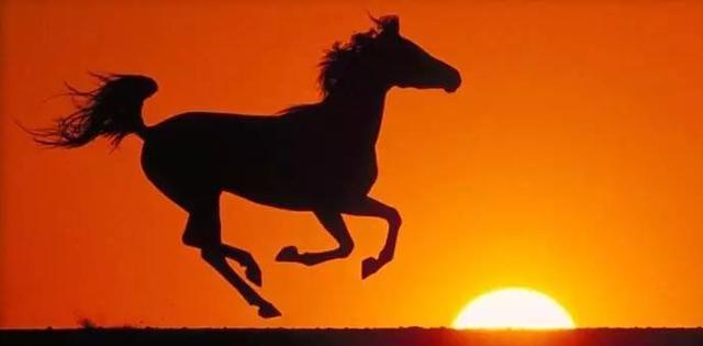 中国宝马之祖, 骐骥骅骝为何物|造父|骅骝|骏马_新浪新闻