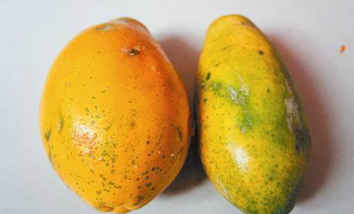 木瓜也分公母,公木瓜更甜,老瓜农教你一招,一挑一个公木瓜