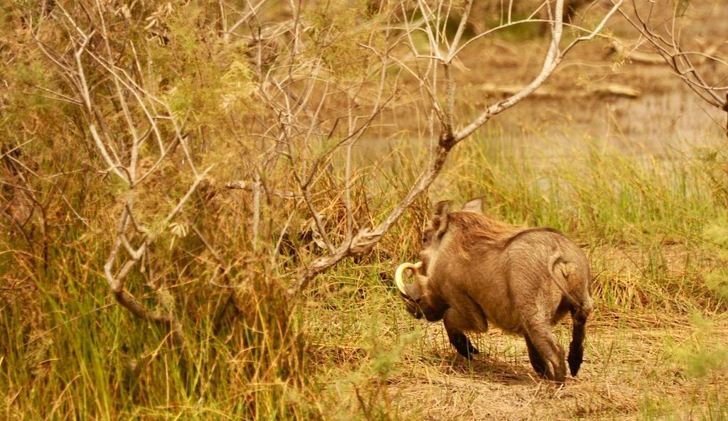 小攻略1:从毛里塔尼亚陆路过关到塞内加尔,免签