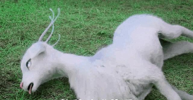 《香蜜》润玉身边的"魇兽"不是特效看到原型都要笑出腹肌了!