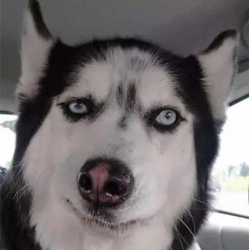 会考虑养二哈吗?