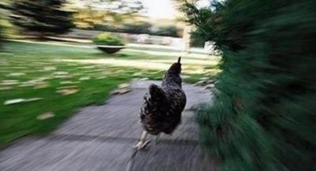 鸡是在跑没错,照片是运动的,那你认为是摄像师在追着拍仍是运动着拍呢