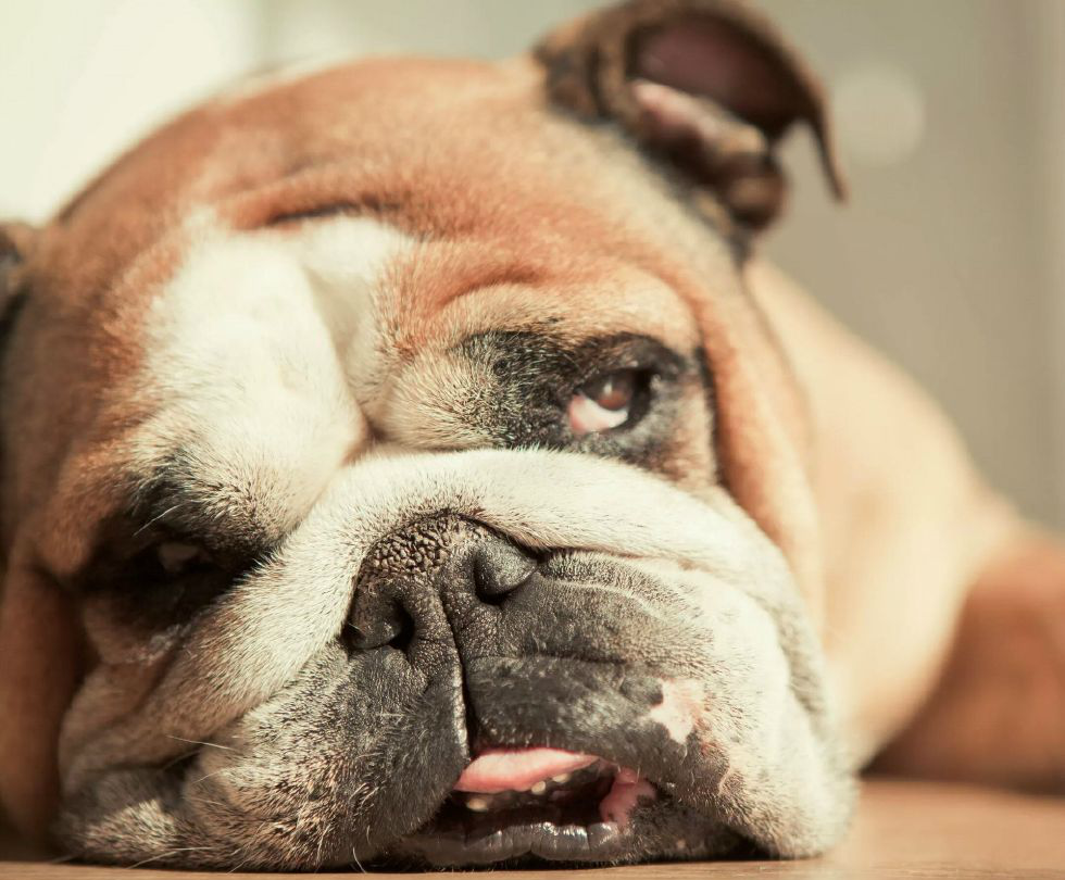 萌宠搞怪,狗狗的恶作剧,猛一看吓我一跳呢