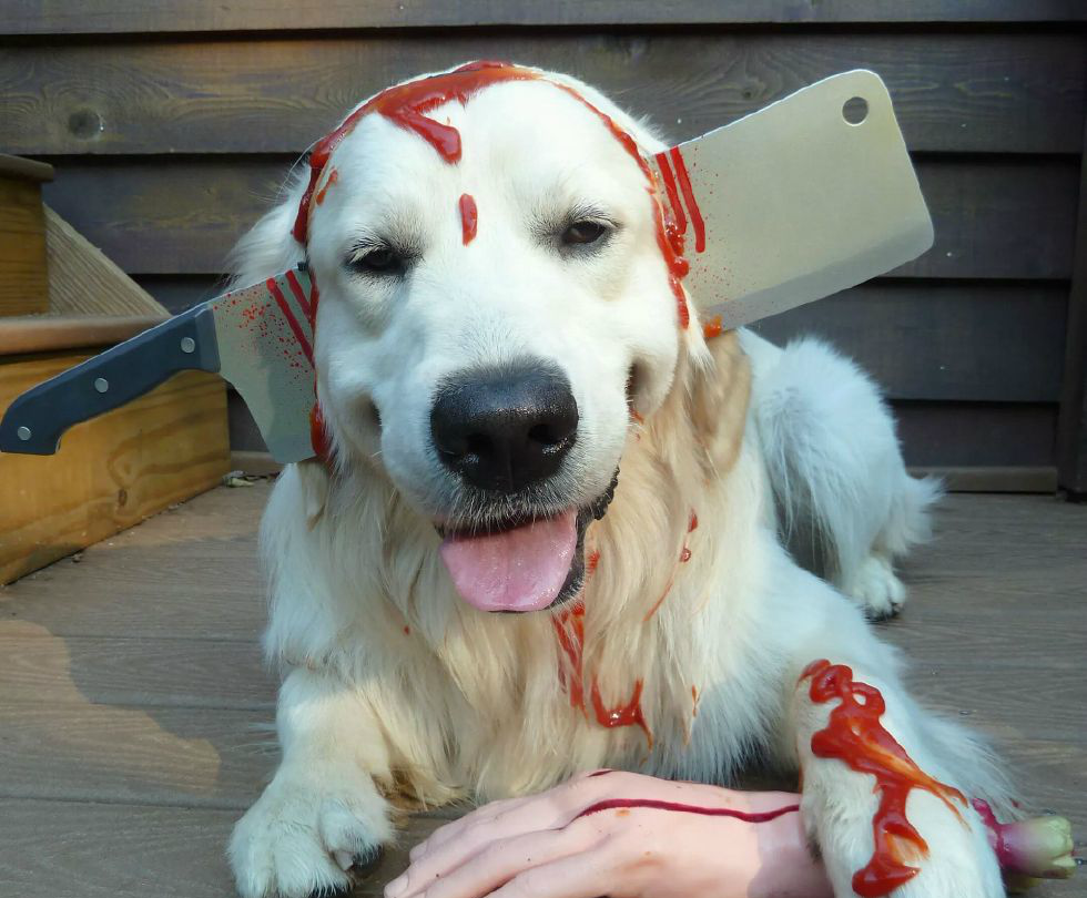 萌宠搞怪,狗狗的恶作剧,猛一看吓我一跳呢