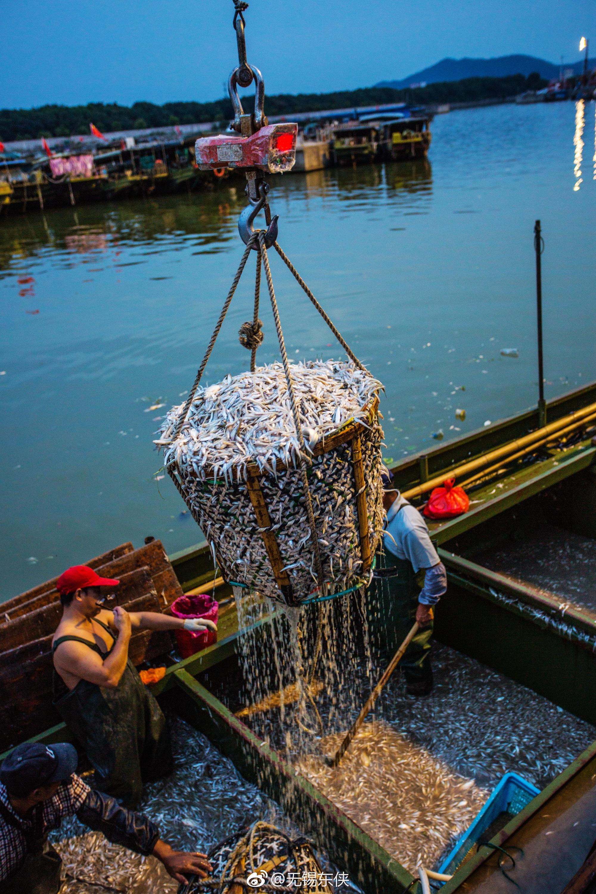 太湖边热闹的鱼码头,船上的渔夫甩开膀子用铲子把船仓里的梅鲚鱼