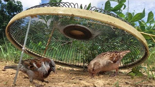 农村小哥用风扇做了个捕鸟机关,在野外空地上捉到几只野鸟