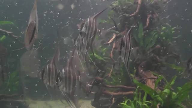 七彩神仙鱼混养埃及神仙,最佳搭配