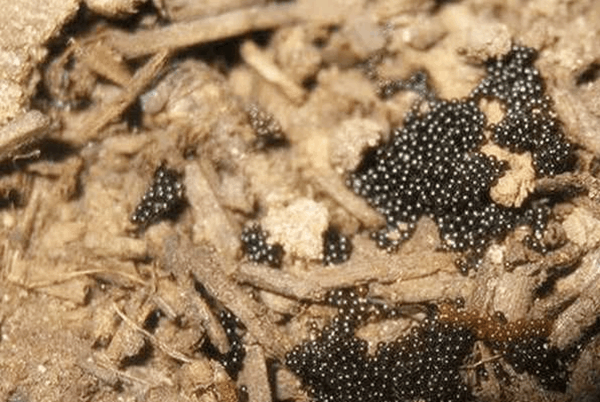 5/5女子听从专家的话将这些虫卵全部清理掉了,并且以后再也不敢将陌生