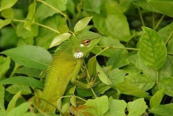 地球上10大动物伪装大师, 能全找出来真的是好眼神