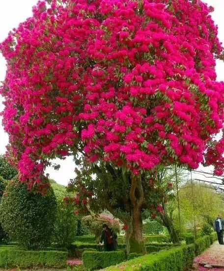 世界上最美的花树图片