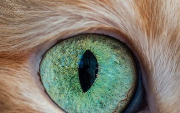 猫星人:猫的眼睛