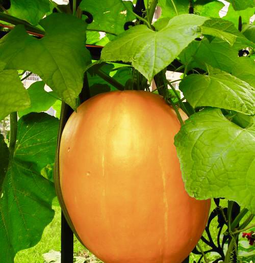 有人钱没见过的金丝绞瓜,能减肥瘦身,抗癌,美容美颜,你认识吗