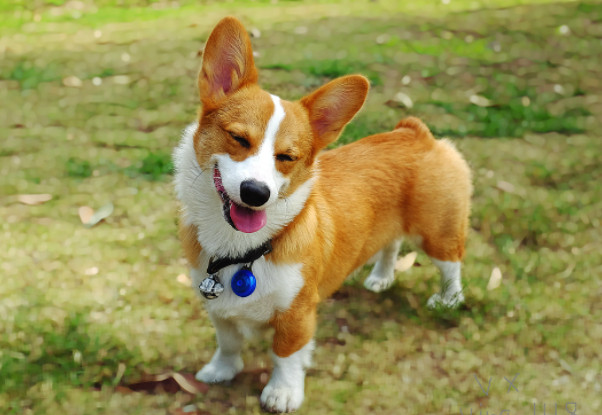 怎样挑选纯种的柯基犬柯基纯不纯重要看这几点