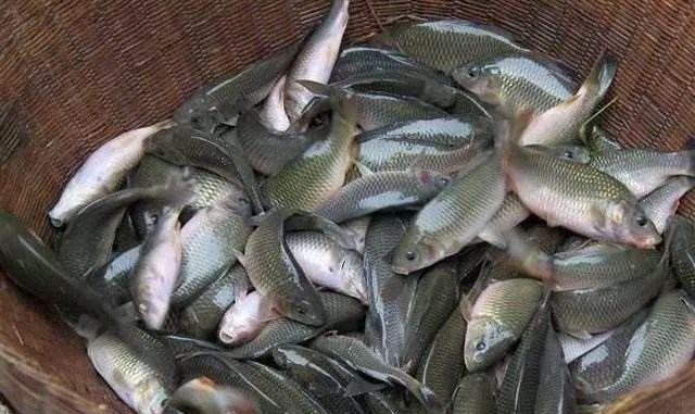 那时候一般会在稻田里养殖.