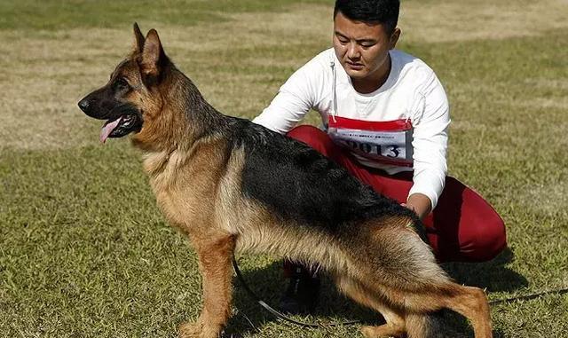 德国va帕寇小公狗7个月 首战广东地方展vv4,在德阳俱乐部 管理